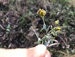 Слика од Crotalaria brevis Domin