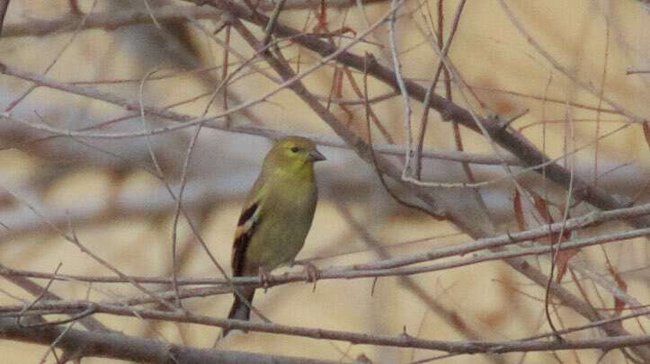 Image of American Goldfinch