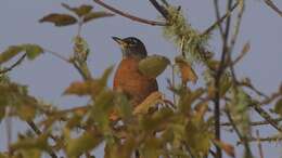 Image of American Robin