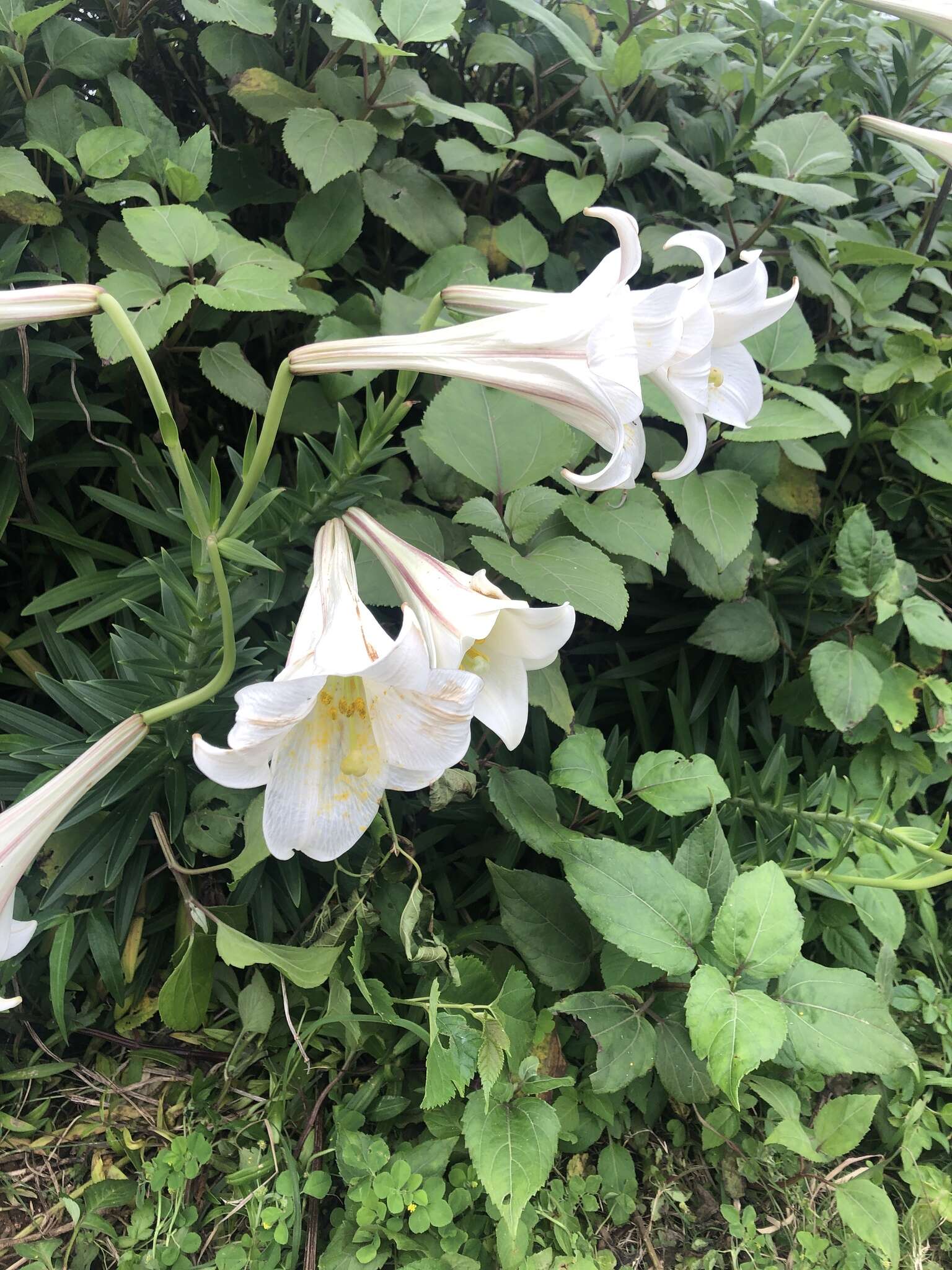 Image of Easter lily