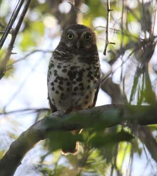 Image of Glaucidium capense scheffleri Neumann 1911