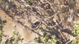 Image of Dusky Warbler