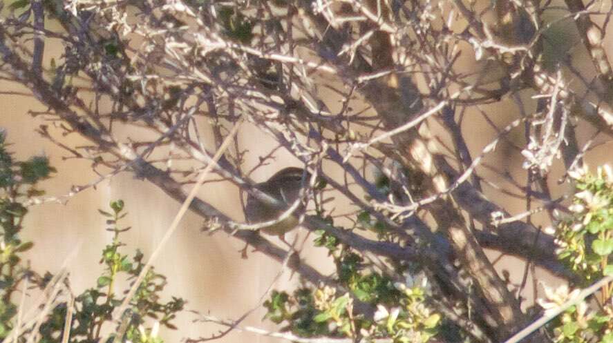 Image of Dusky Warbler