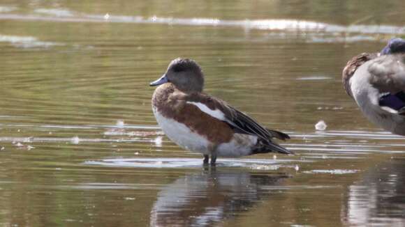 Image of American Wigeon