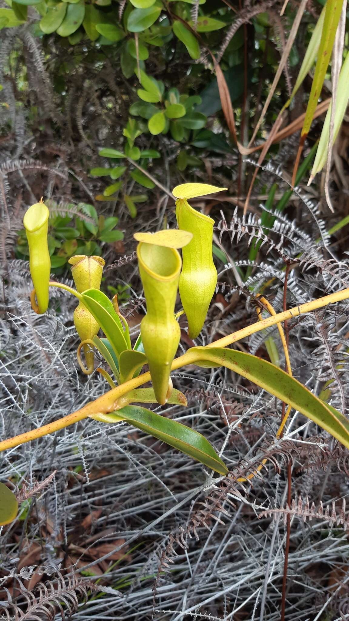 Image of Pitcher plant