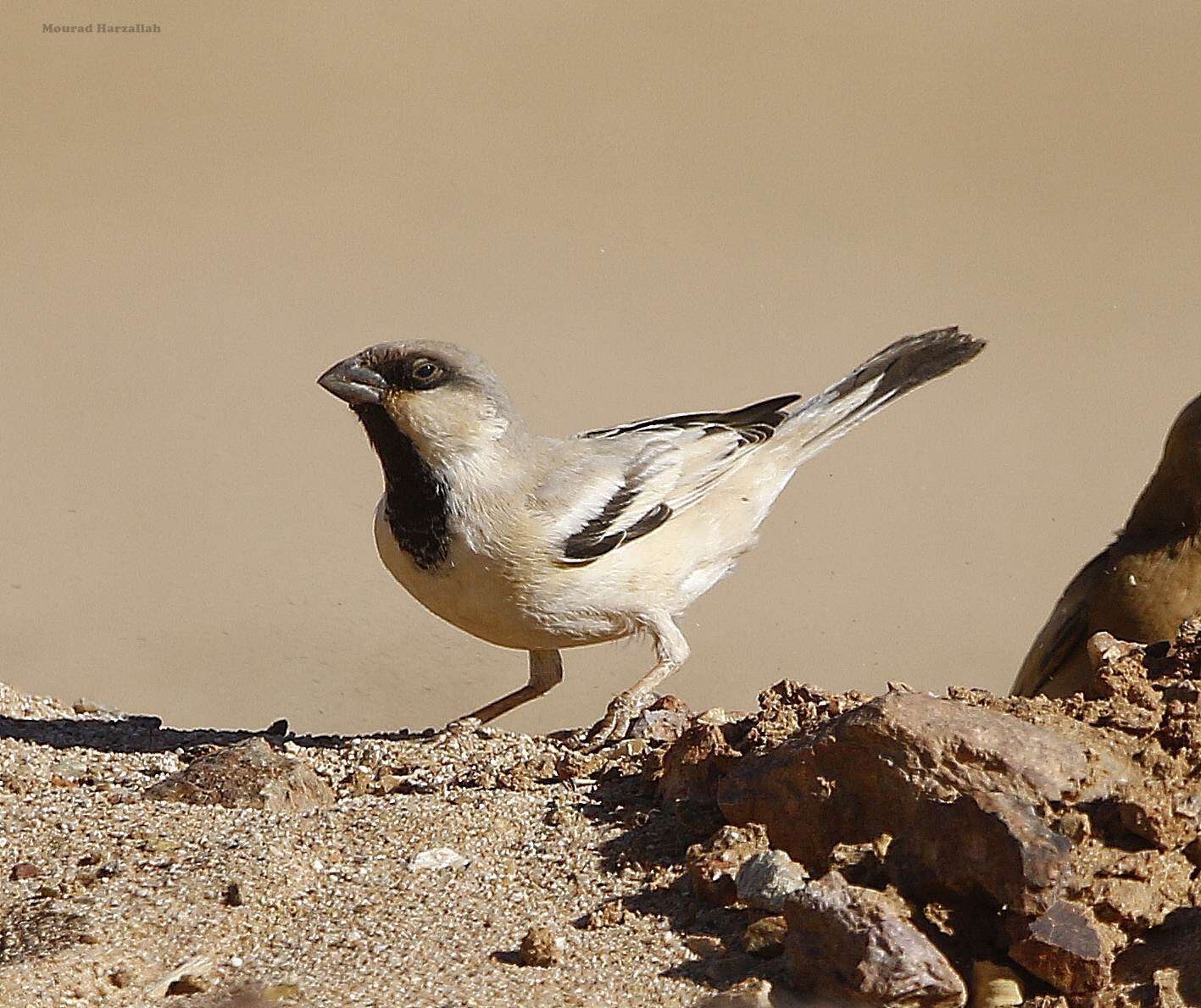 Image of African Desert Sparrow