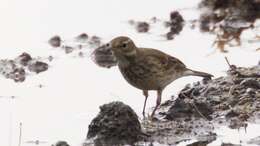 Image of American Pipit