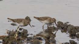 Image of Least Sandpiper