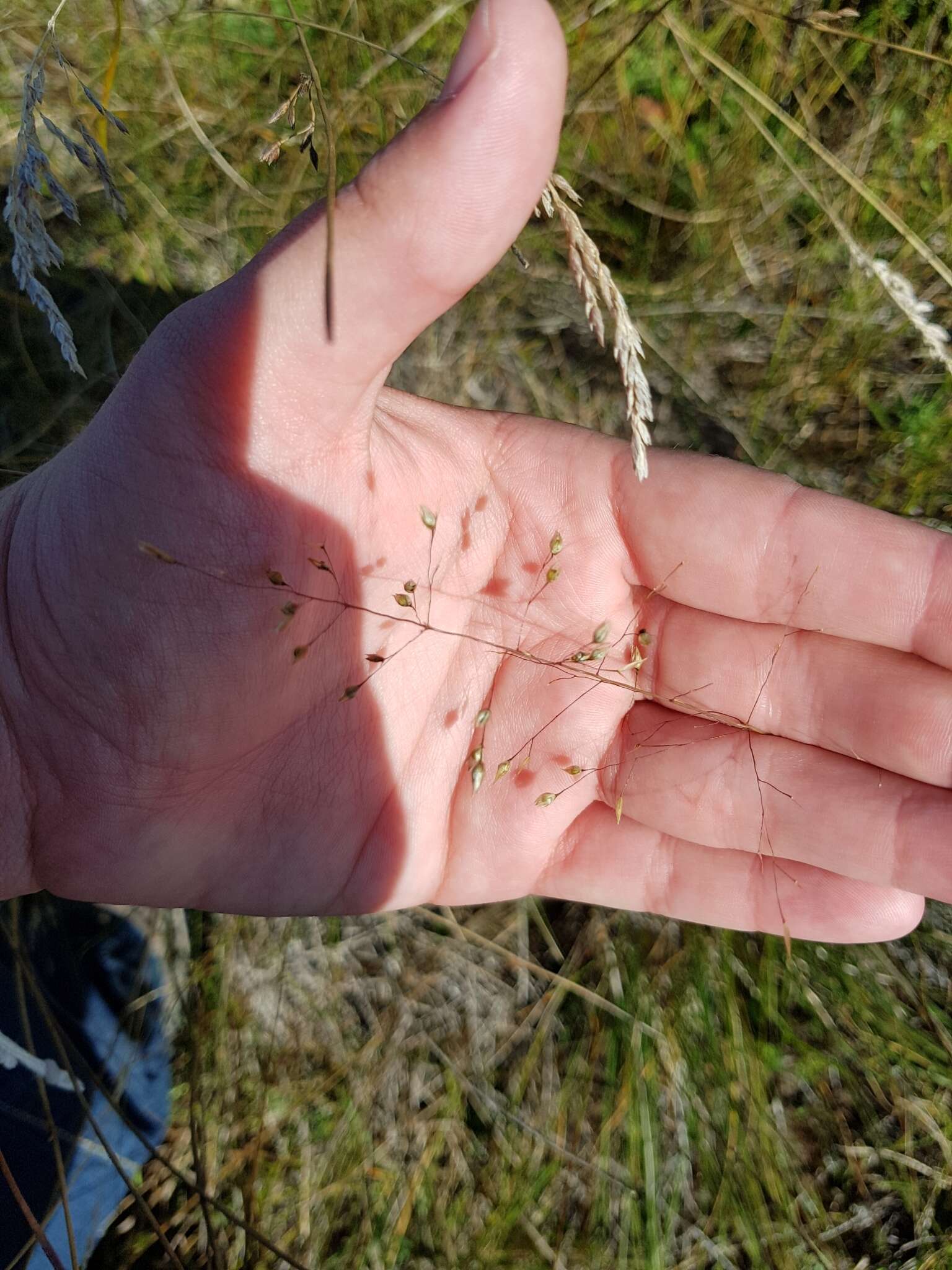 Image of prairie dropseed