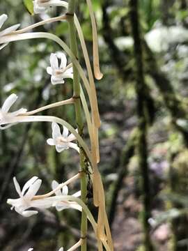 Image of Aerangis macrocentra (Schltr.) Schltr.