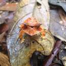 Image de Proceratophrys laticeps Izecksohn & Peixoto 1981