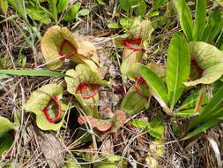 Image of Rosy Pitcherplant