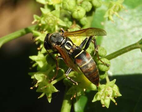 Image of Polistes pacificus Fabricius 1804