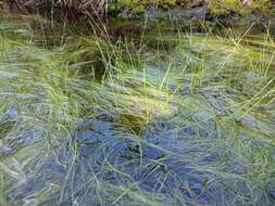 Image of Swaying bulrush