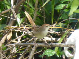 Image of Tawny Grassbird