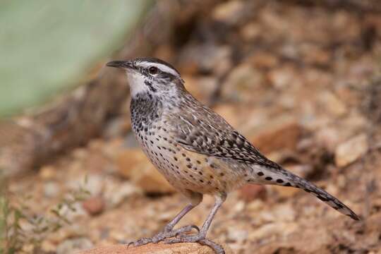 Image of Cactus Wren