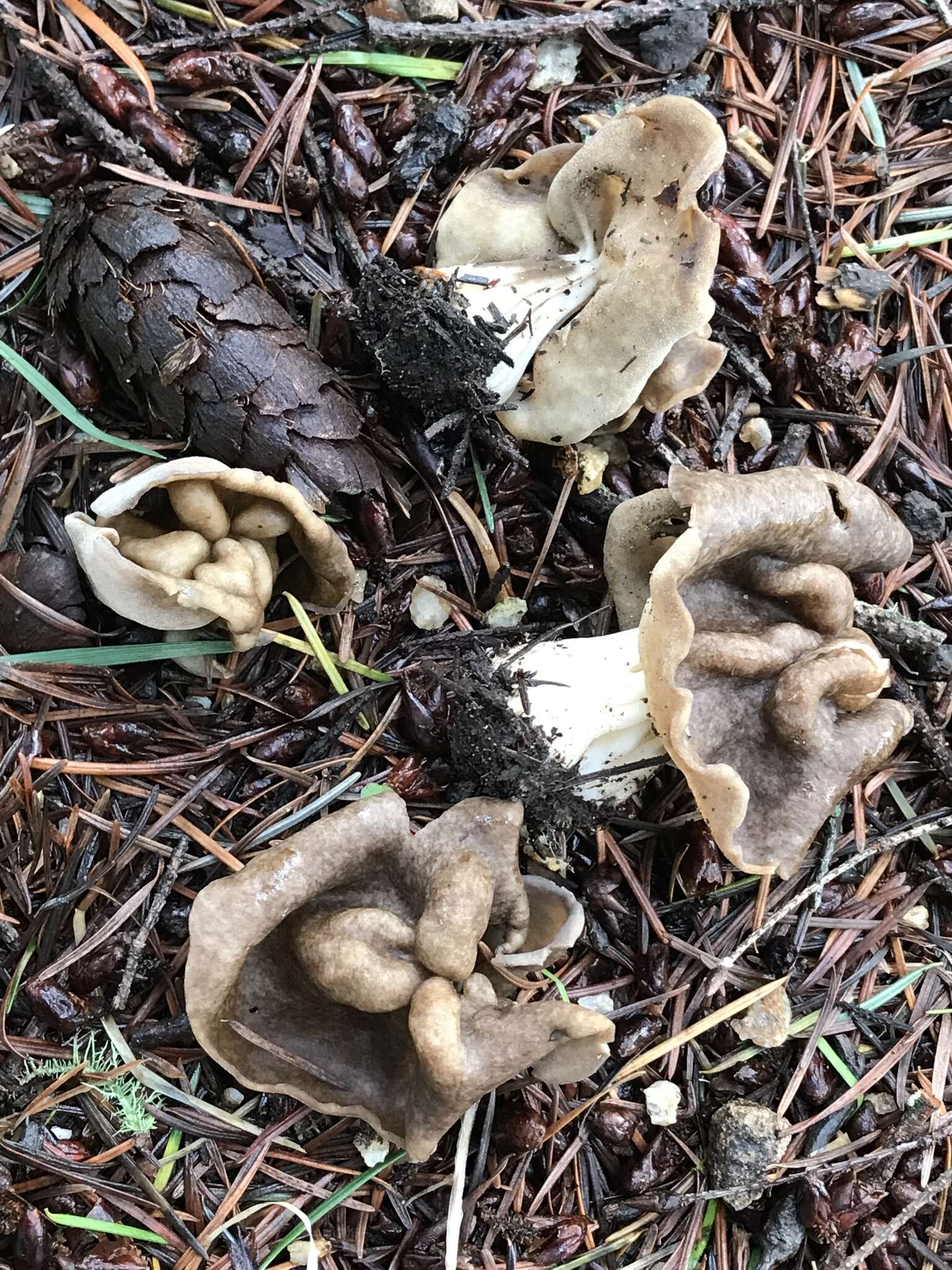 Image of Helvella maculata N. S. Weber 1975