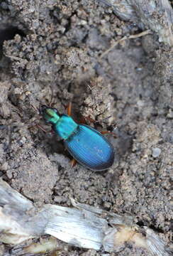 Sivun Chlaenius (Trichochlaenius) cyaneus Brullé 1835 kuva