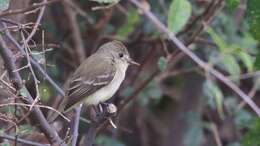 Image of American Grey Flycatcher