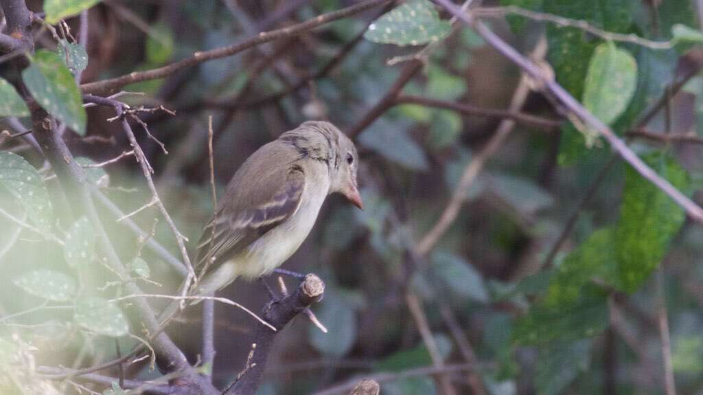 Image of American Grey Flycatcher