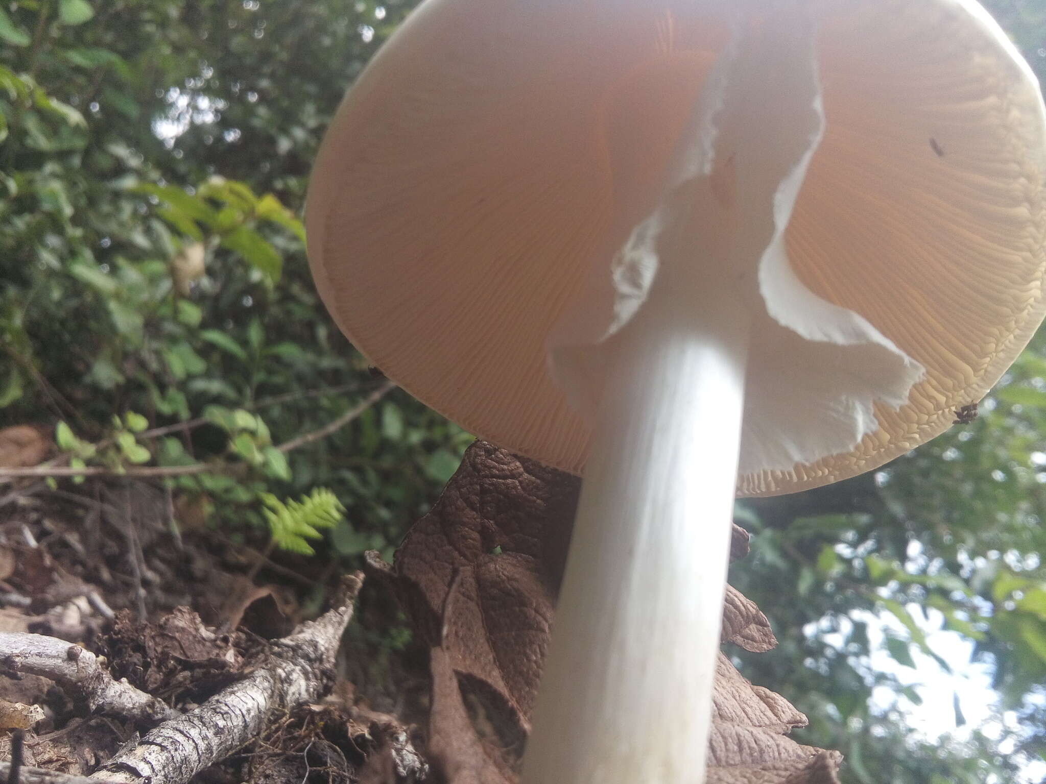 Image of Amanita arocheae Tulloss, Ovrebo & Halling 1992