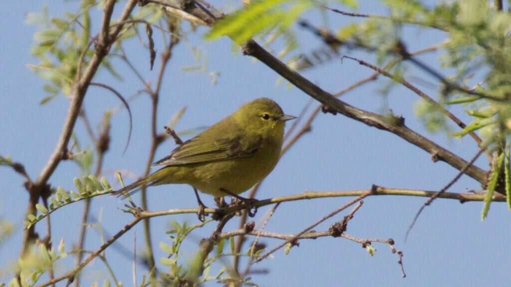 Image of Orange-crowned Warbler