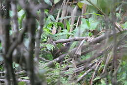 Image of Cachar Wedge-billed Babbler