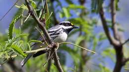 Image of Black-throated Grey Warbler