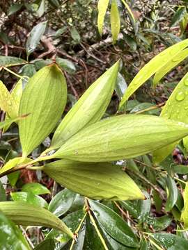 Plancia ëd Trochocarpa laurina (Rudge) R. Br.