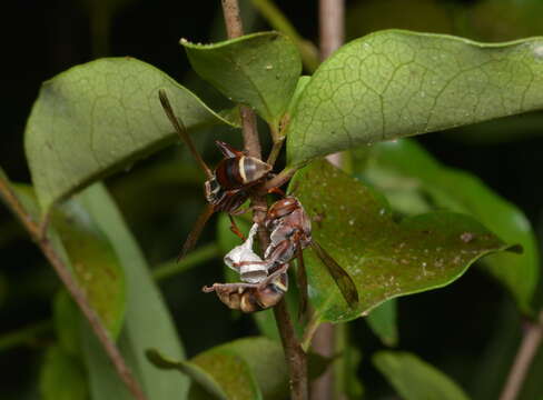 Image of Polistes stigma townsvillensis Giordani Soika 1975