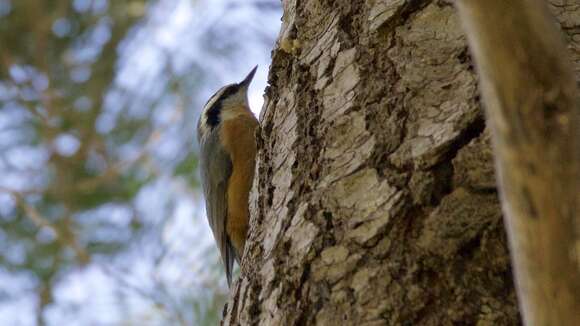 Image of Red-breasted Nuthatch