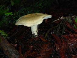 Image of Leucopaxillus albissimus (Peck) Singer 1939