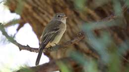 Image of American Grey Flycatcher