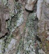 Image of needle lichen