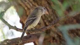 Image of American Grey Flycatcher