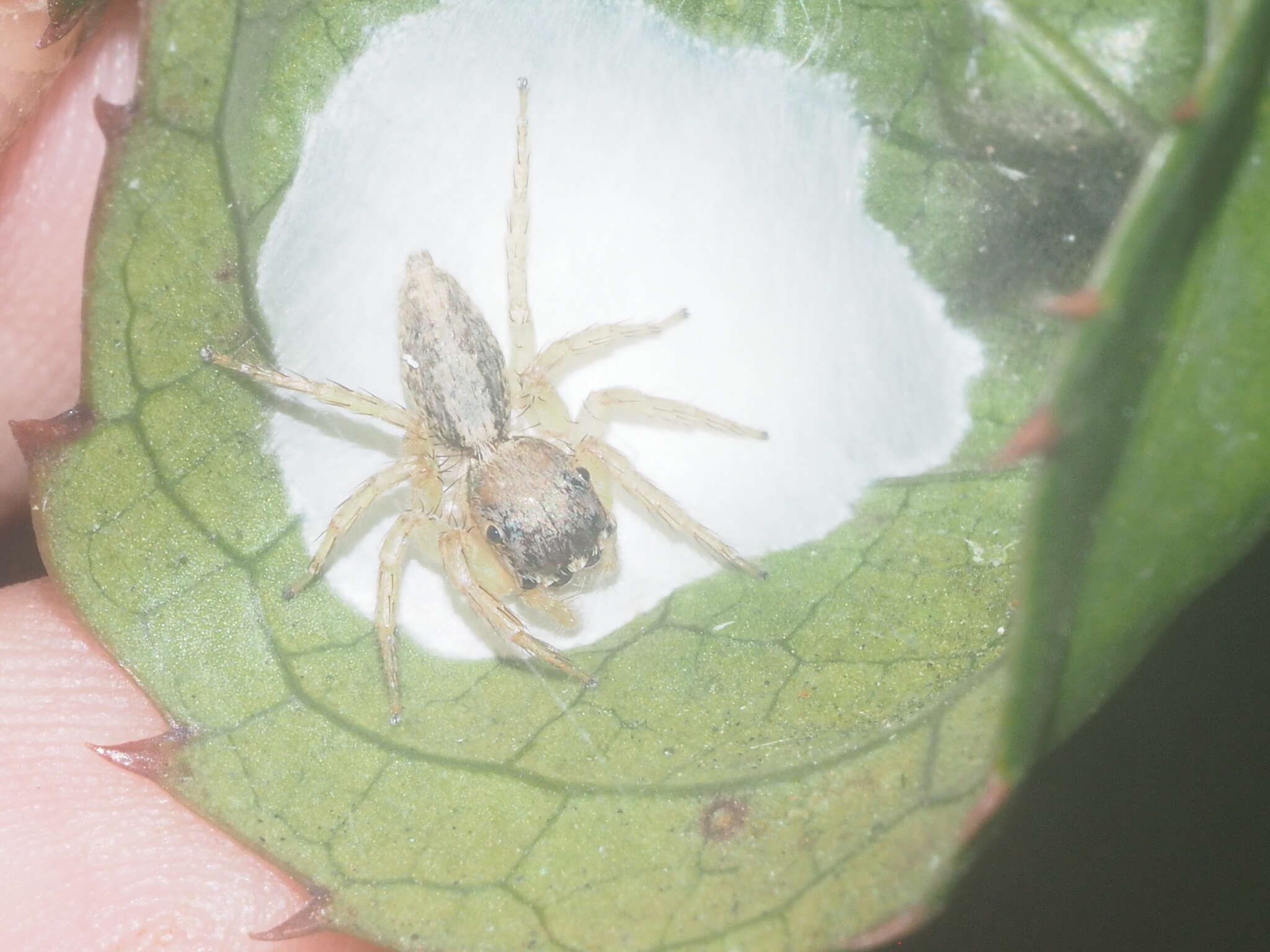 Image of Cytaea oreophila Simon 1902