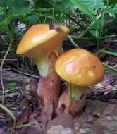 Image of Suillus grevillei (Klotzsch) Singer 1945