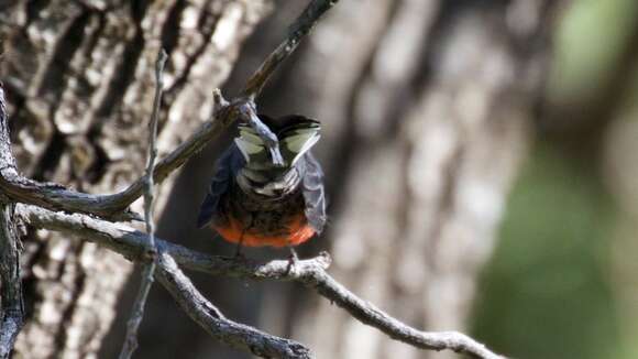 Myioborus miniatus (Swainson 1827) resmi