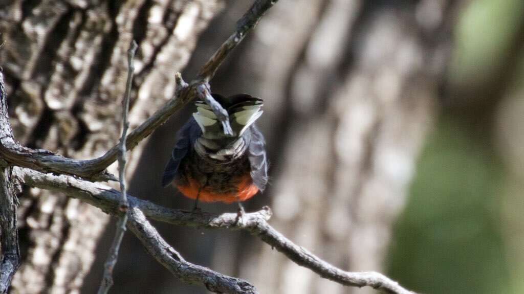 Image of Slate-throated Whitestart