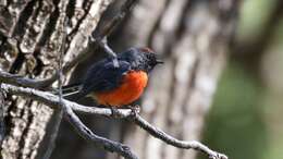 Image of Slate-throated Whitestart