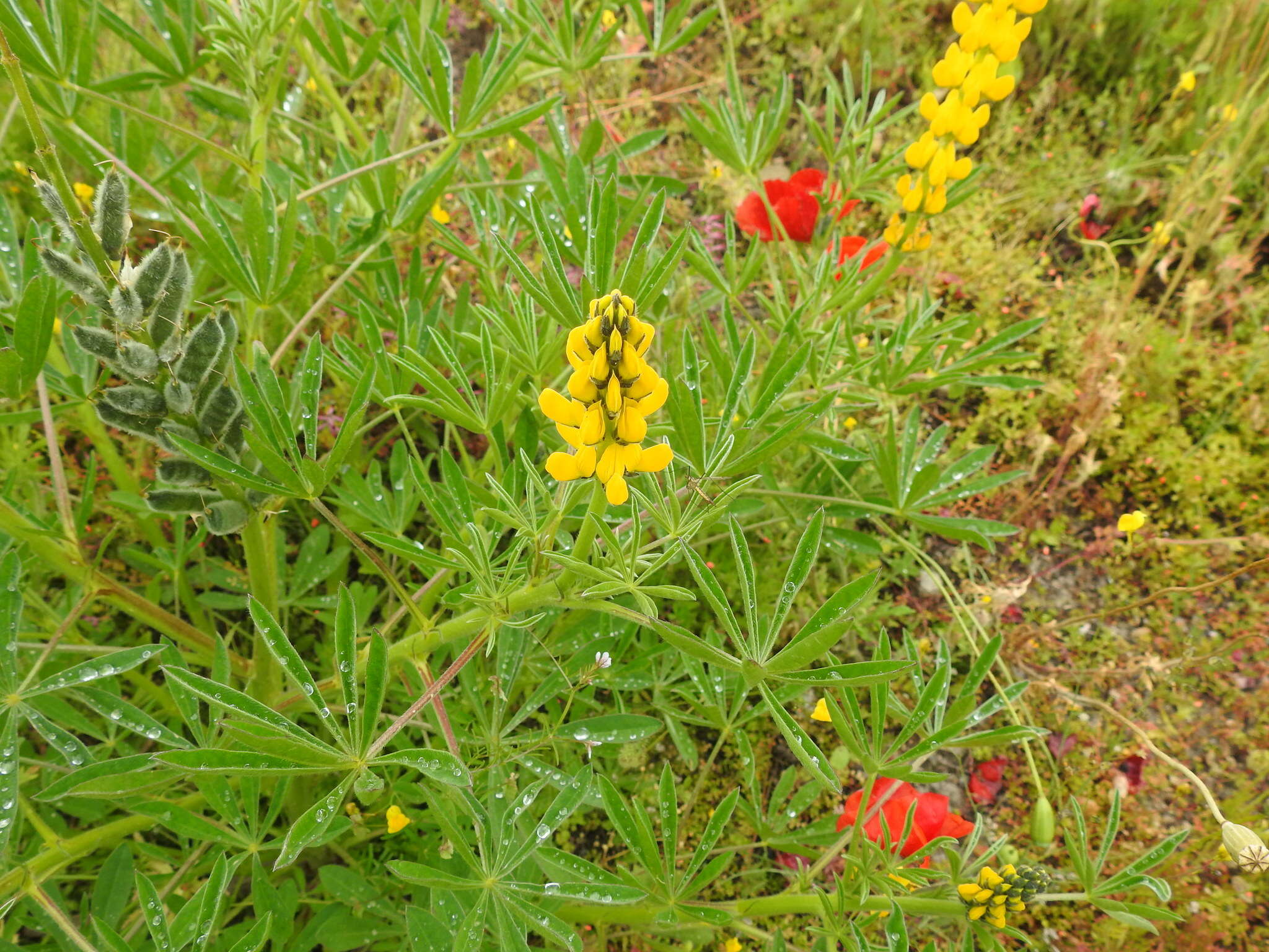 Image of European yellow lupine