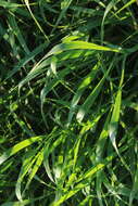 Carex acuta L. resmi