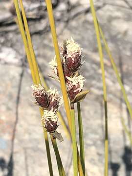 Image of Hypodiscus synchroolepis (Steud.) Mast.