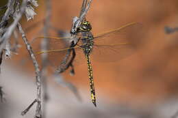 Imagem de Anax papuensis (Burmeister 1839)