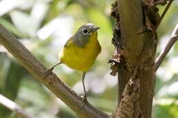 Image of Nashville Warbler