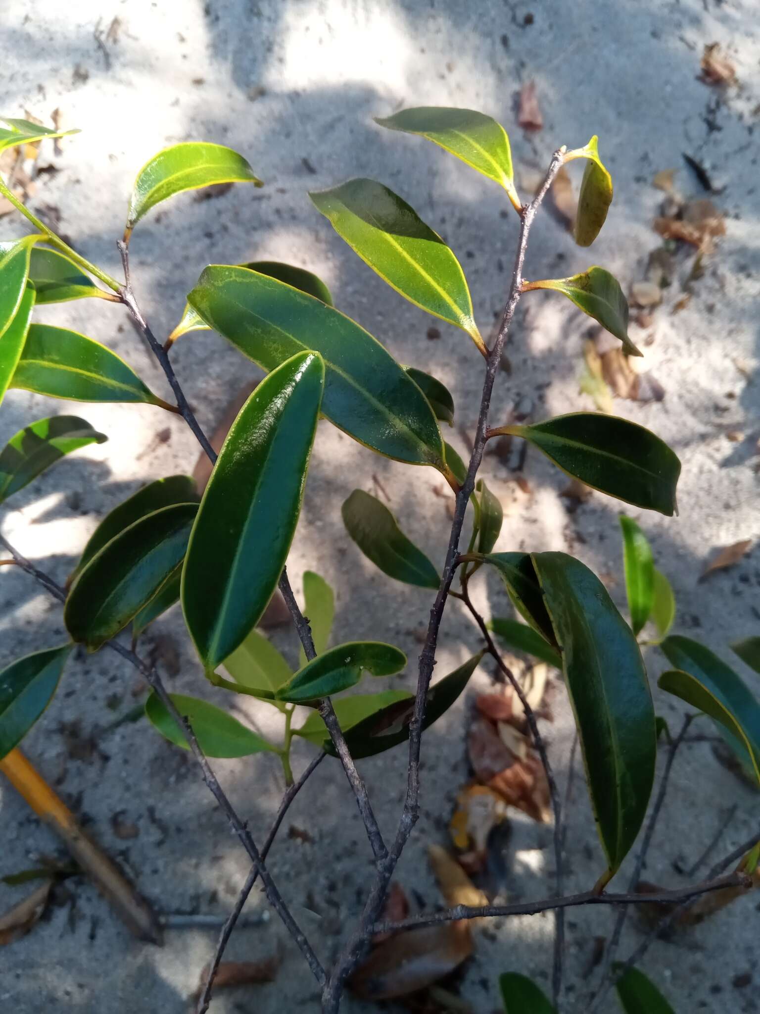 Image de Cinnamosma fragrans Baill.