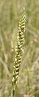 Image of Ash Meadows Ladies'-Tresses