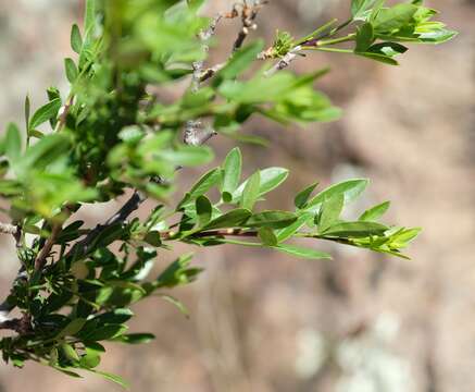 Image of Polemannia