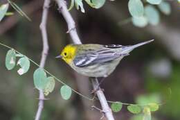 Image of Hermit Warbler