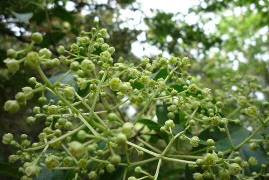 Imagem de Staphylea japonica (Thunb.) Mabb.